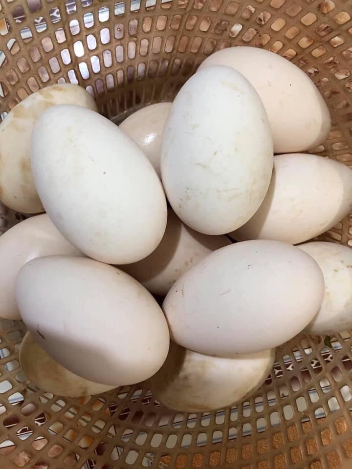 Nơi bán trứng ngỗng quê, nhà nuôi gửi lên giao tận nơi- 0916. 629. 653