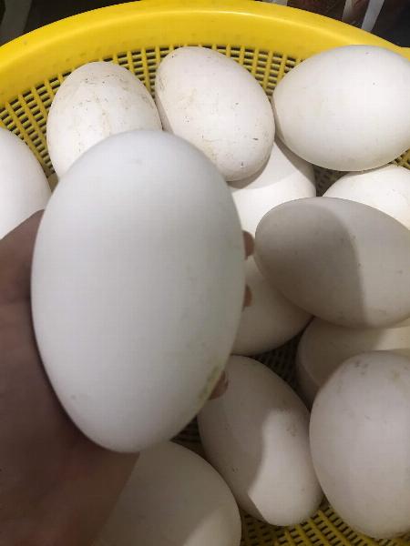 Giá trứng ngỗng tại TPHCM.